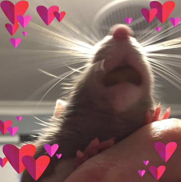 Meet your Posher, Tash - Picture 1 of 1